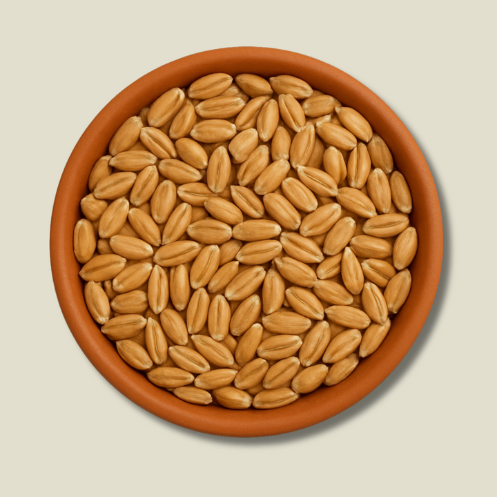 Organic Sharbati Wheat