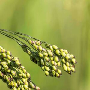 Porso Millets